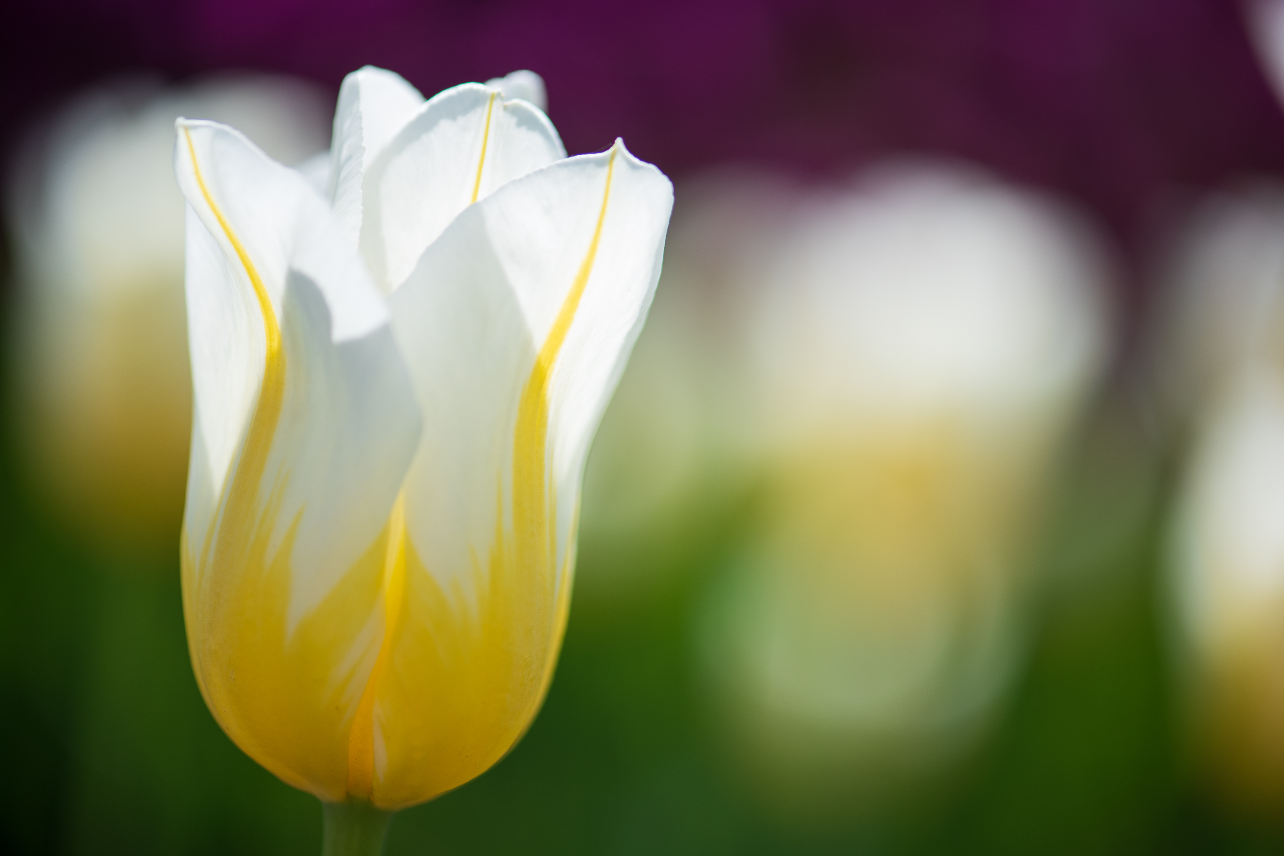 Ottawa Tulip Festival